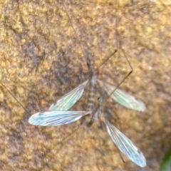 Limoniidae (family) (Unknown Limoniid Crane Fly) at Aranda, ACT - 20 Nov 2023 by Jubeyjubes