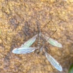 Limoniidae (family) (Unknown Limoniid Crane Fly) at Aranda, ACT - 21 Nov 2023 by Jubeyjubes