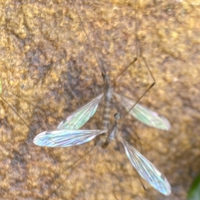 Limoniidae (family) (Unknown Limoniid Crane Fly) at Aranda, ACT - 21 Nov 2023 by Jubeyjubes