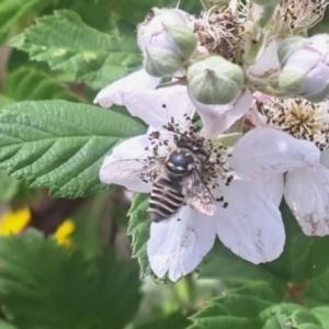 Megachile (Eutricharaea) serricauda at Oakey Hill NR (OHR) - 21 Nov 2023