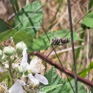 Megachile (Eutricharaea) serricauda at Oakey Hill NR (OHR) - 21 Nov 2023 11:55 AM