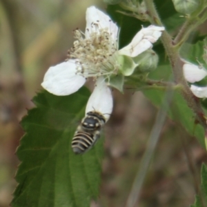 Megachile (Eutricharaea) serricauda at Oakey Hill NR (OHR) - 21 Nov 2023 11:55 AM