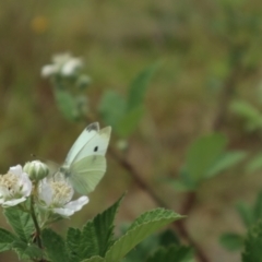 Pieris rapae (Cabbage White) at Oakey Hill - 21 Nov 2023 by CraigW