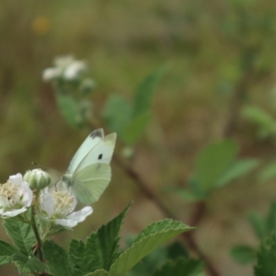 Pieris rapae (Cabbage White) at Oakey Hill - 21 Nov 2023 by CraigW