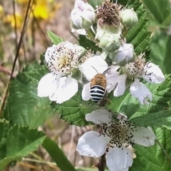 Amegilla (Zonamegilla) asserta (Blue Banded Bee) at Oakey Hill - 21 Nov 2023 by CraigW