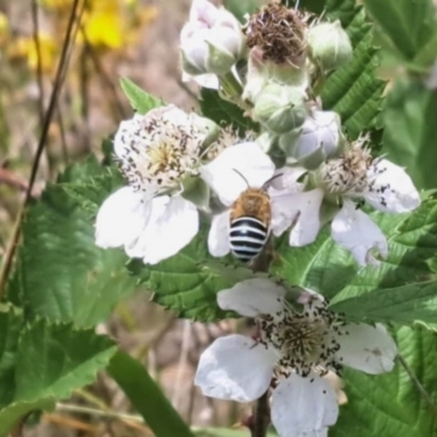 Amegilla (Zonamegilla) asserta (Blue Banded Bee) at Lyons, ACT - 21 Nov 2023 by CraigW