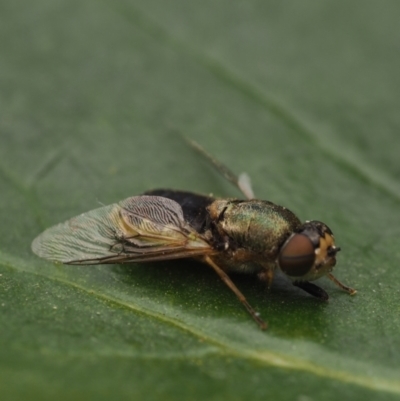 Odontomyia opertanea (A soldier fly) at Murrumbateman, NSW - 21 Nov 2023 by amiessmacro