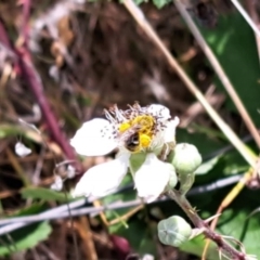 Lasioglossum (Chilalictus) sp. (genus & subgenus) (Halictid bee) at Lyons, ACT - 21 Nov 2023 by CraigW