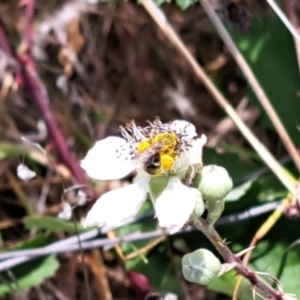 Lasioglossum (Chilalictus) sp. (genus & subgenus) at Oakey Hill NR (OHR) - 21 Nov 2023 12:20 PM