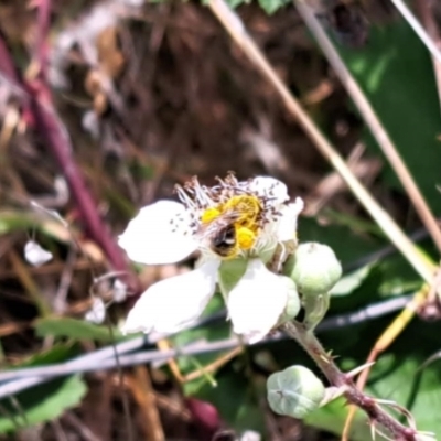 Lasioglossum (Chilalictus) sp. (genus & subgenus) (Halictid bee) at Oakey Hill NR (OHR) - 21 Nov 2023 by CraigW