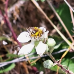 Lasioglossum (Chilalictus) sp. (genus & subgenus) at Oakey Hill NR (OHR) - 21 Nov 2023