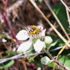 Lasioglossum (Chilalictus) sp. (genus & subgenus) at Oakey Hill NR (OHR) - 21 Nov 2023 12:20 PM