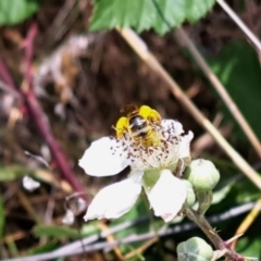 Lasioglossum (Chilalictus) sp. (genus & subgenus) at Oakey Hill NR (OHR) - 21 Nov 2023