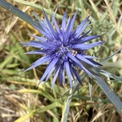 Eryngium ovinum (Blue Devil) at National Arboretum Woodland - 21 Nov 2023 by SteveBorkowskis