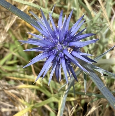 Eryngium ovinum (Blue Devil) at National Arboretum Woodland - 21 Nov 2023 by SteveBorkowskis