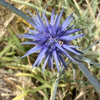 Eryngium ovinum (Blue Devil) at National Arboretum Woodland - 21 Nov 2023 by SteveBorkowskis