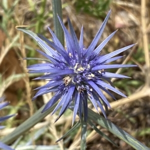 Eryngium ovinum at National Arboretum Woodland - 21 Nov 2023