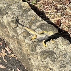 Pogona barbata at Canberra Central, ACT - 21 Nov 2023 by courtneyb