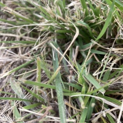 Nassella neesiana (Chilean Needlegrass) at Mount Majura - 20 Nov 2023 by waltraud