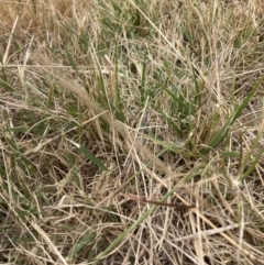 Nassella neesiana at Mount Majura - 20 Nov 2023 03:23 PM