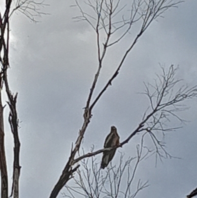 Lophoictinia isura (Square-tailed Kite) at Tidbinbilla Nature Reserve - 11 Nov 2023 by kristi.lee@act.gov.au