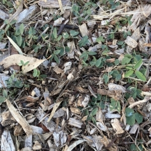 Glycine tabacina at Mount Majura - 17 Nov 2023