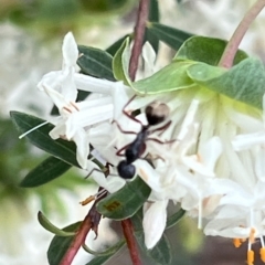 Camponotus suffusus (Golden-tailed sugar ant) at ANBG - 26 Sep 2023 by AndyRussell