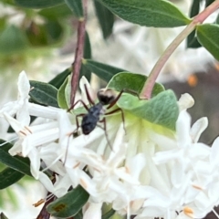 Camponotus suffusus at ANBG - 26 Sep 2023