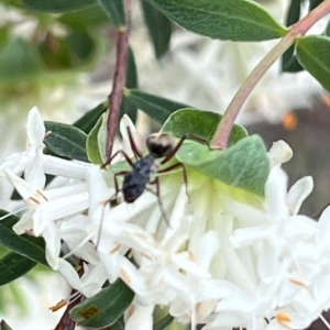 Camponotus suffusus at ANBG - 26 Sep 2023