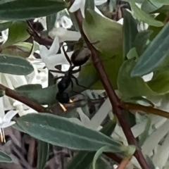 Camponotus suffusus at ANBG - 26 Sep 2023