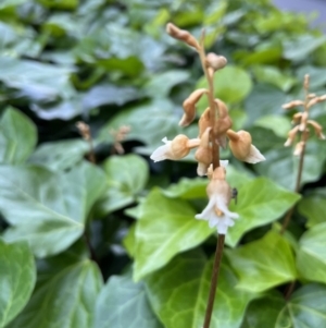 Gastrodia sesamoides at Reid, ACT - 11 Nov 2023