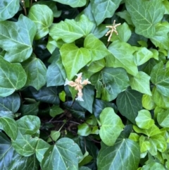 Gastrodia sesamoides at Reid, ACT - 11 Nov 2023