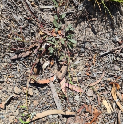 Grona varians (Slender Tick-Trefoil) at Little Taylor Grasslands - 17 Nov 2023 by galah681