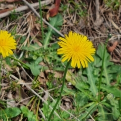 Hypochaeris radicata (Cat's Ear, Flatweed) at Isaacs Ridge - 21 Oct 2023 by Mike