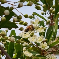 Apis mellifera (European honey bee) at Isaacs Ridge NR (ICR) - 20 Oct 2023 by Mike