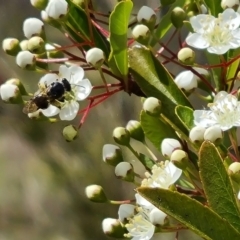 Apiformes (informal group) (Unidentified bee) at Isaacs Ridge - 20 Oct 2023 by Mike