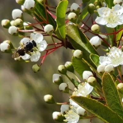 Apiformes (informal group) (Unidentified bee) at Jerrabomberra, ACT - 20 Oct 2023 by Mike