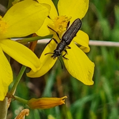 Eleale sp. (genus) (Clerid beetle) at Isaacs Ridge NR (ICR) - 20 Oct 2023 by Mike
