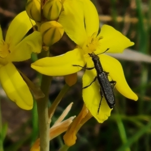 Eleale sp. (genus) at Isaacs Ridge NR (ICR) - 21 Oct 2023