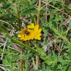 Apis mellifera (European honey bee) at Isaacs Ridge - 20 Oct 2023 by Mike