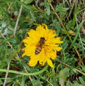 Apis mellifera at Isaacs Ridge NR (ICR) - 21 Oct 2023