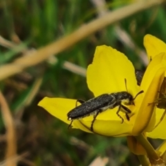 Eleale sp. (genus) (Clerid beetle) at Isaacs Ridge NR (ICR) - 21 Oct 2023 by Mike