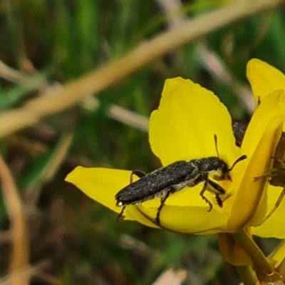 Eleale sp. (genus) (Clerid beetle) at Isaacs Ridge NR (ICR) - 21 Oct 2023 by Mike