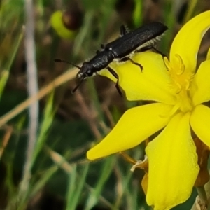 Eleale sp. (genus) at Isaacs Ridge NR (ICR) - 21 Oct 2023 10:14 AM