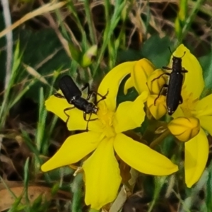 Eleale sp. (genus) at Isaacs Ridge NR (ICR) - 21 Oct 2023 10:14 AM