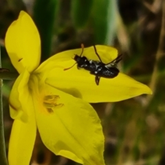 Eleale simplex (Clerid beetle) at Isaacs Ridge NR (ICR) - 20 Oct 2023 by Mike