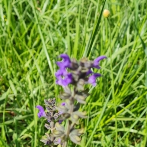 Salvia verbenaca var. verbenaca at Isaacs Ridge Offset Area - 21 Oct 2023 09:54 AM