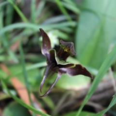 Chiloglottis sp. aff. jeanesii at suppressed - 21 Nov 2023