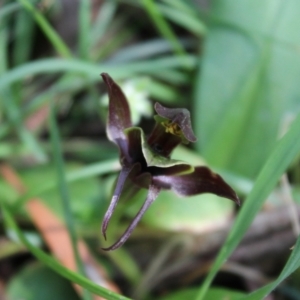 Chiloglottis sp. aff. jeanesii at suppressed - 21 Nov 2023