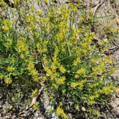 Pimelea curviflora (Curved Rice-flower) at Little Taylor Grassland (LTG) - 18 Nov 2023 by galah681